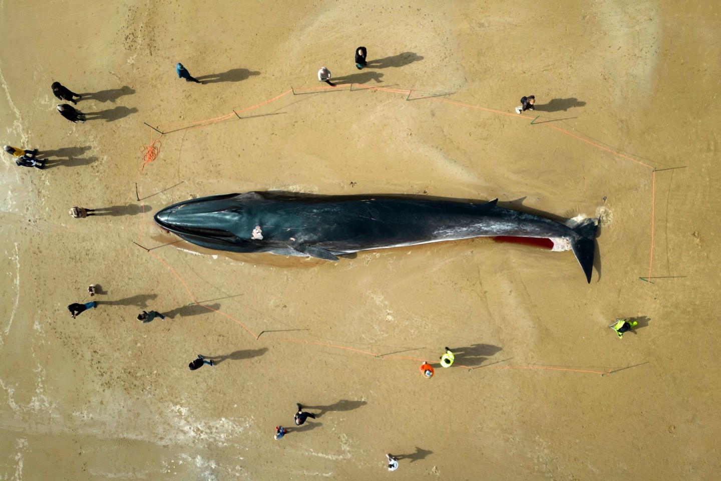 Menschen stehen am Kadaver eines 17 Meter langen Finnwals (Balaenoptera physalus), der am Strand in East Yorkshire liegt.