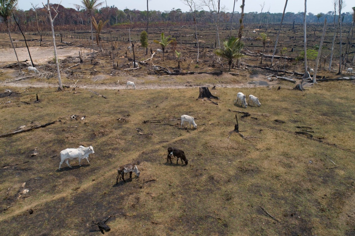 Rinder grasen auf einem verbrannten und abgeholzten Feld nahe Canutama in Brasilien.