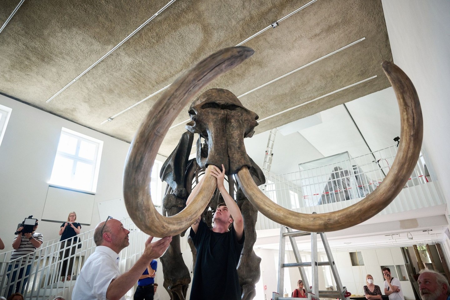 Mit dem «Ahlener Mammut» bekommt das Geomuseum der Universität Münster eine seiner Hauptattraktionen zurück.