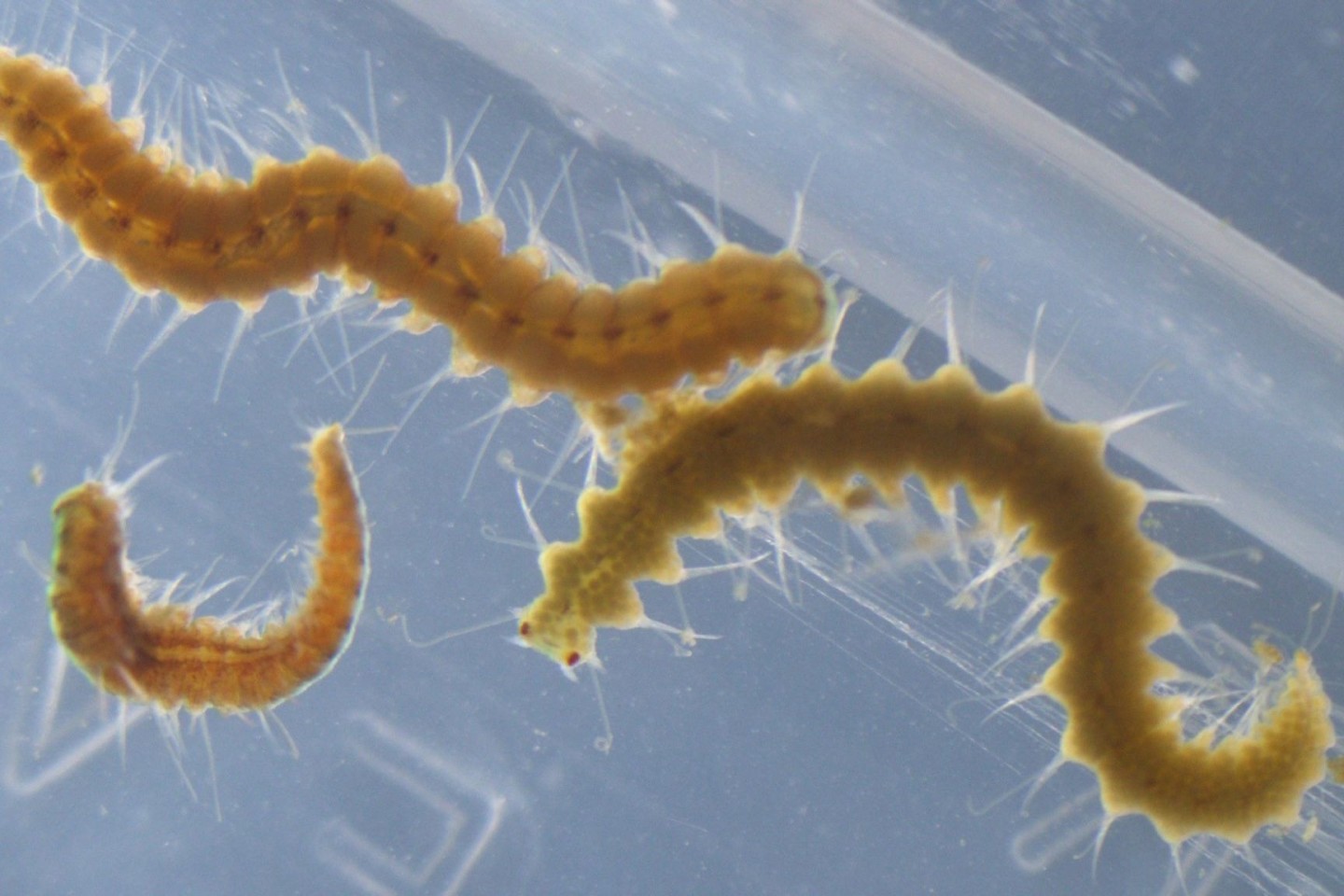 Megasyllis nipponica-Würmer können ihr Hinterteil ablösen.