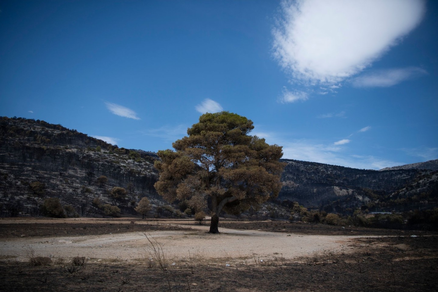 Ein Baum steht in einem verbrannten Wald im Nordwesten Athens.