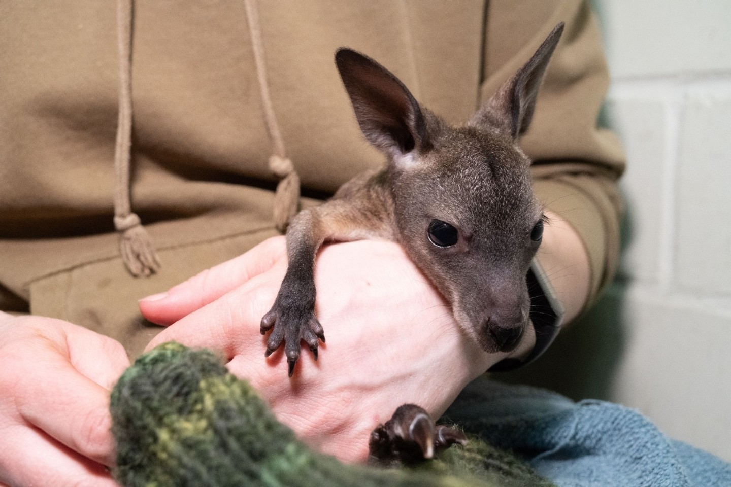 Das Känguru-Baby «Mäuschen» lebt ein im Stralsunder Zoo derzeit in einem Jutebeutel.