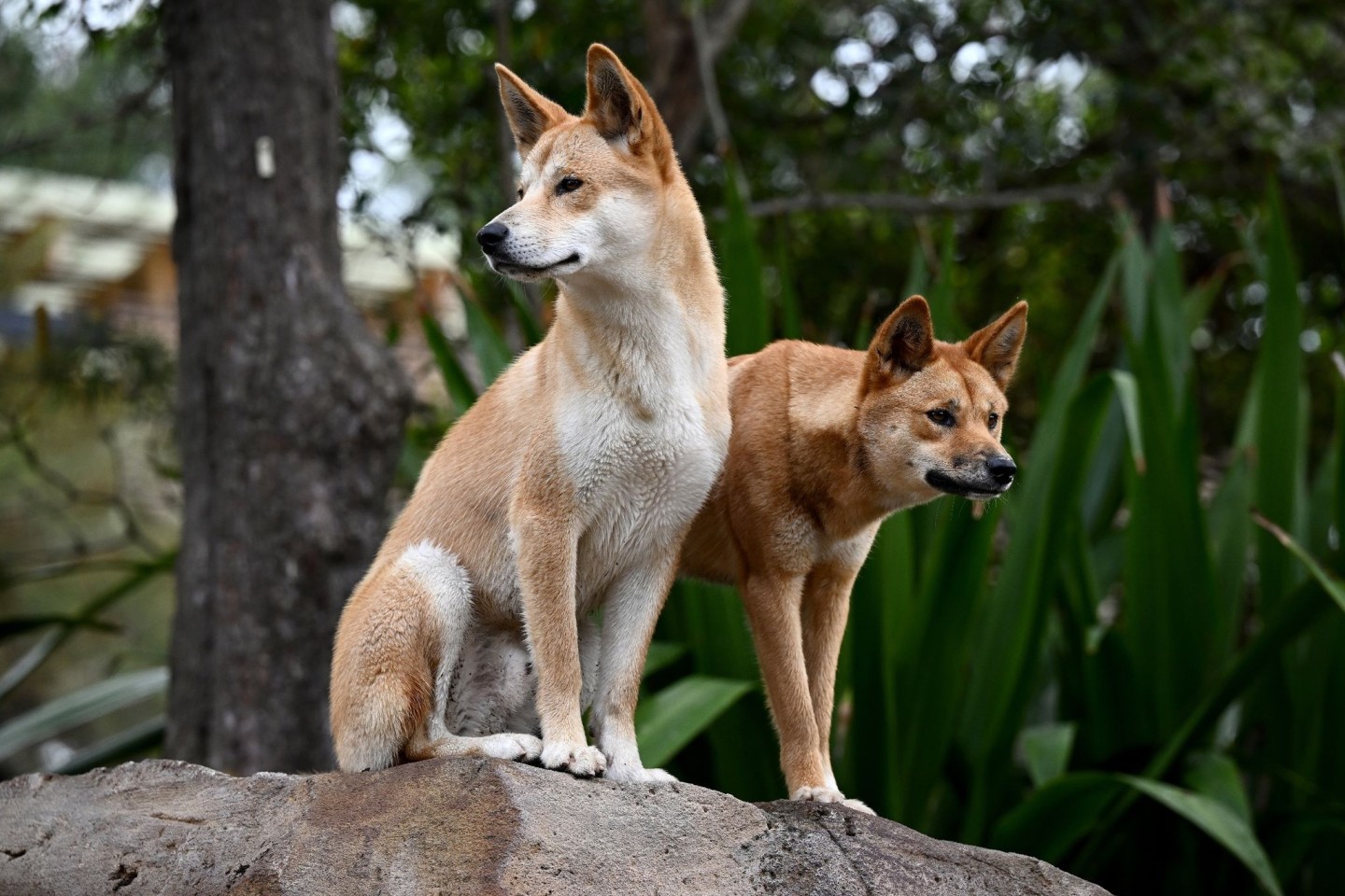 Ein Dingo-Pärchen im Taronga Zoo in Sydney.