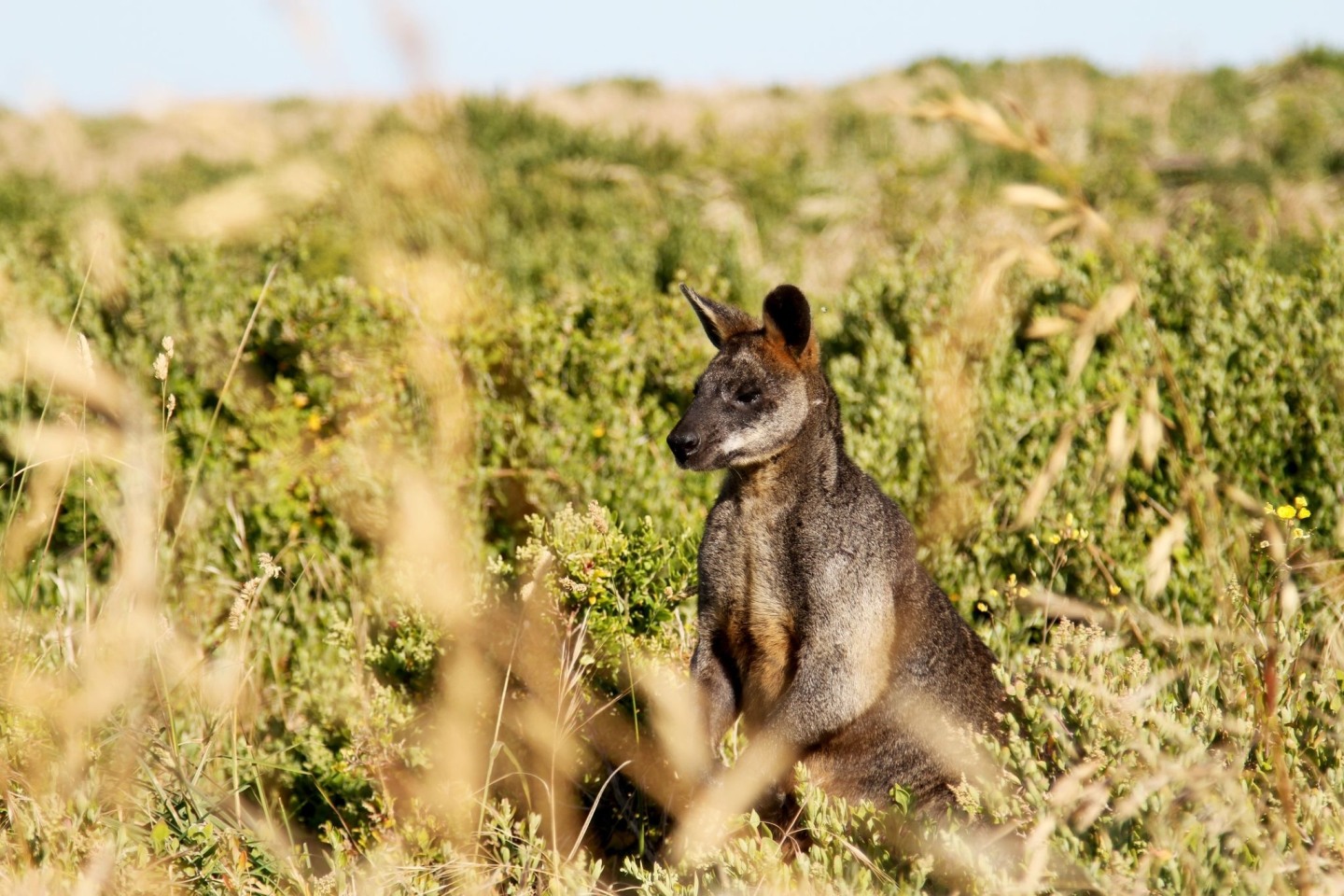 Kängurus stehen in Australien unter besonderem Schutz. (Symbolbild)