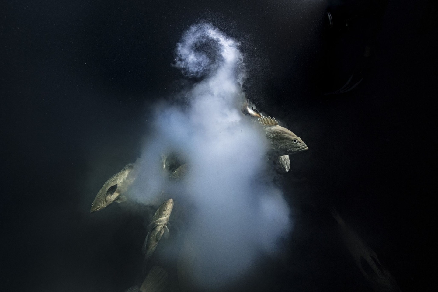 Bestes Wildtierfoto: Ein Trio getarnter Zackenbarsche wird beim Verlassen einer milchigen Wolke von Eiern und Spermien gezeigt.