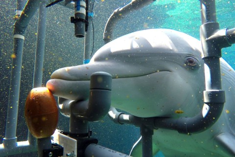 Delfine spüren schwache elektrische Felder