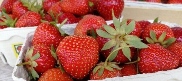 Erdbeeren zum Selbstpflücken,Erdbeeren Ingolstadt,Erdbeeren Funck