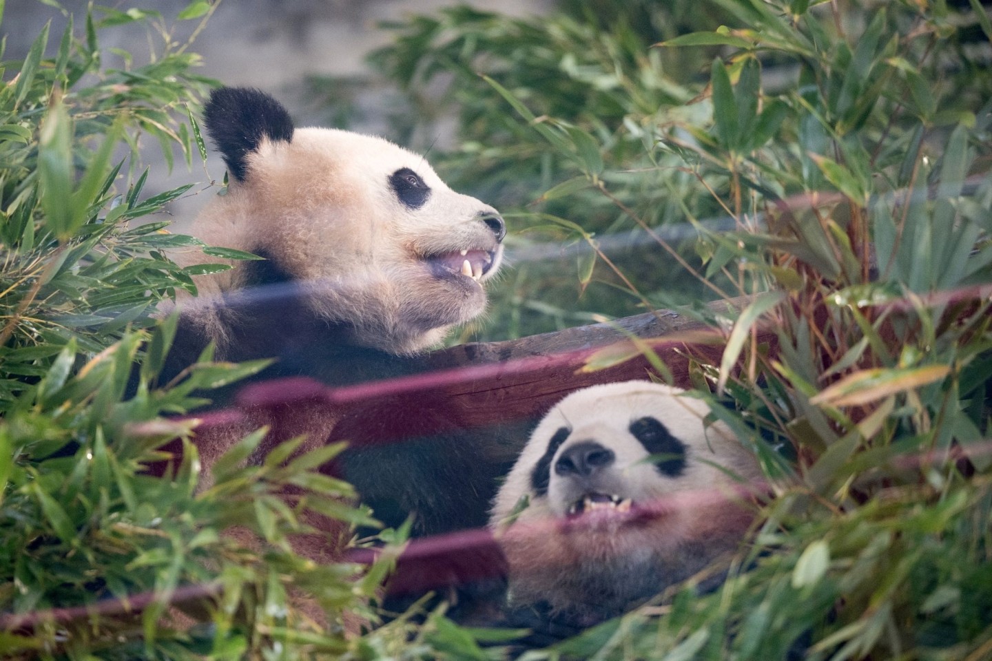 Die Pandas Paule (l) und Pit sitzen während der Abschiedszeremonie in ihrem Gehege.