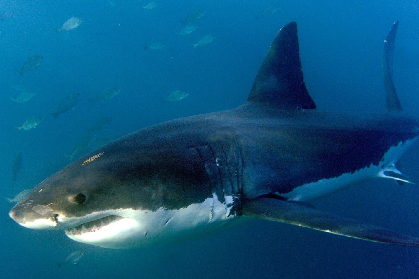 Wenn es mehr Angriffe gibt, bedeute das oft, dass mehr Menschen Zeit im Wasser verbringen - nicht, dass die Haie gefährlicher geworden sind, wie das Florida Museum of Natural History mittei...