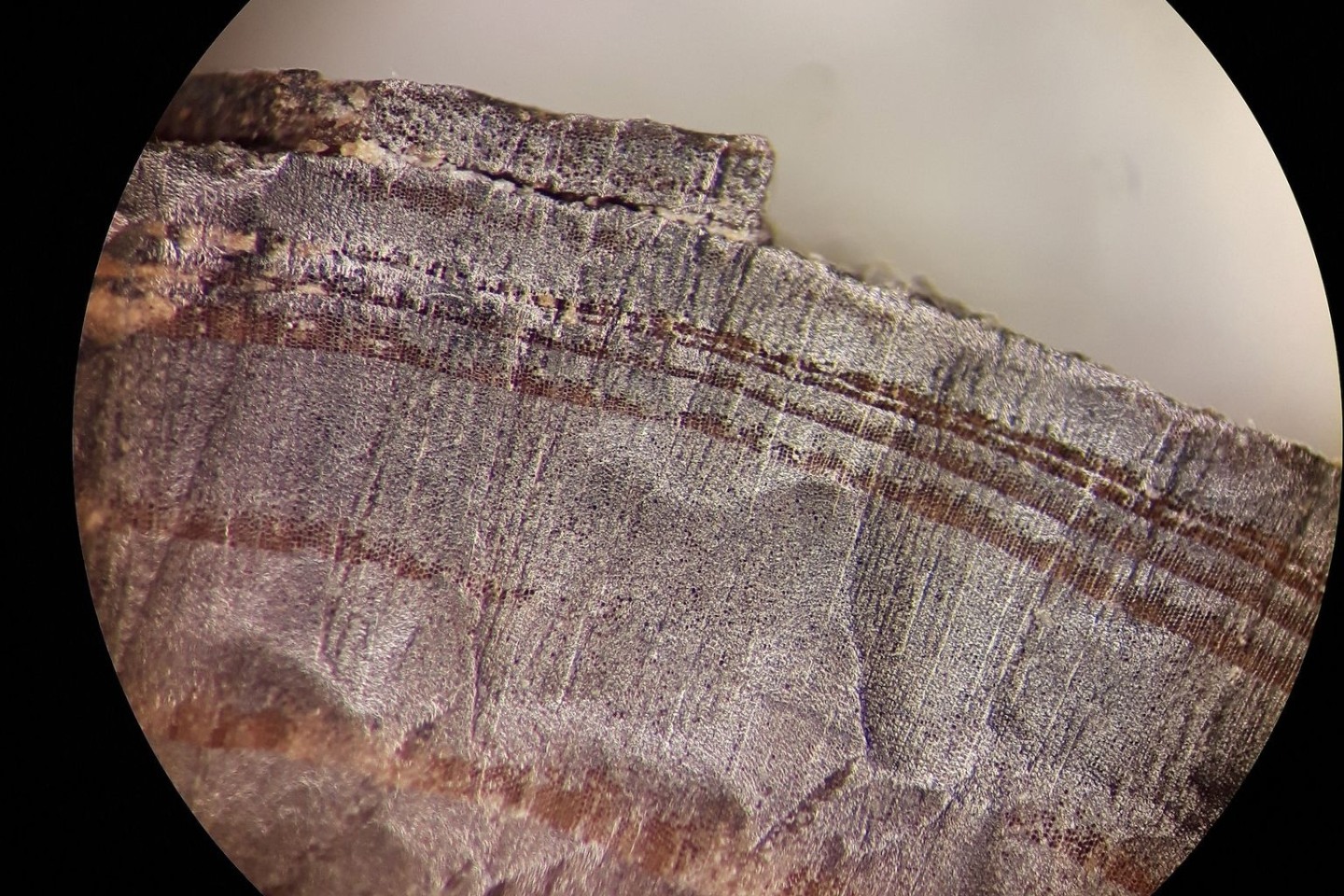 Mikroskopische Aufnahme eines Holzfragments aus den nordischen Schichten in L'Anse aux Meadows. Vor genau tausend Jahren, im Jahr 1021, könnten bereits Wikinger in Nordamerika gelebt haben.