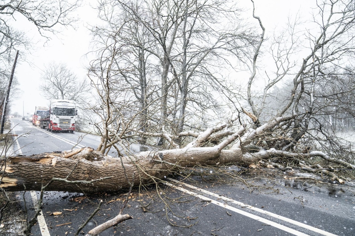 Ein umgestürzter Baum blockiert die A702 in der Nähe von Coulter in Großbritannien.