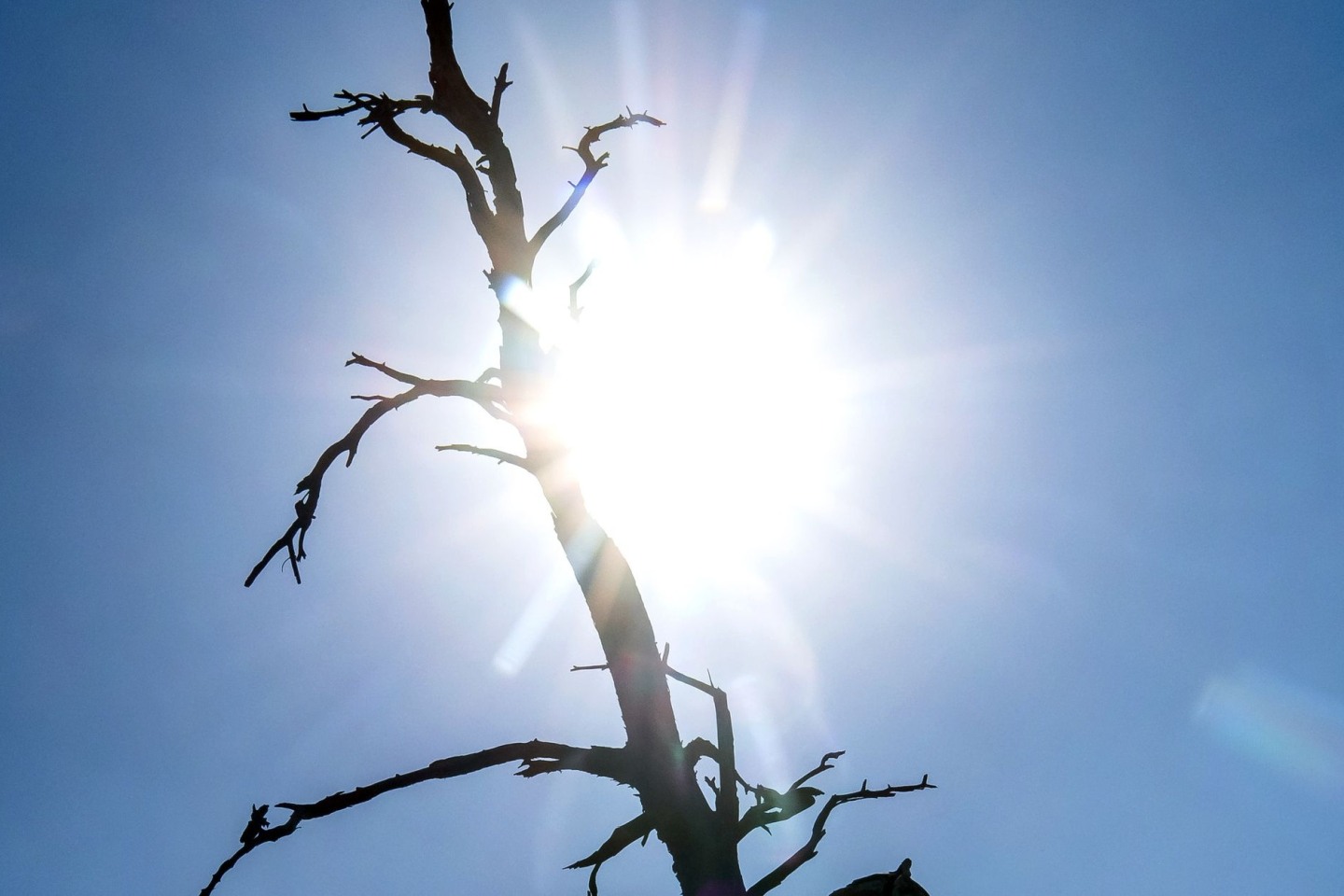 Die Silhouette eines toten Baumes zeichnet sich vor der sengenden Sonne ab.